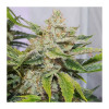 Auto Skywalker Haze SOLDES
