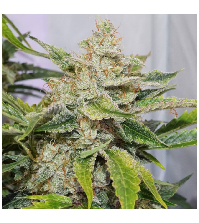 Auto Skywalker Haze SOLDES