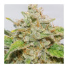 Auto Skywalker Haze SOLDES