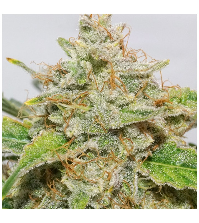 Auto Skywalker Haze SOLDES
