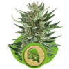 Royal Cheese Automatic SOLDES