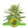 Royal Cookies Autoflowering SOLDES