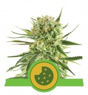 Royal Cookies Autoflowering SOLDES