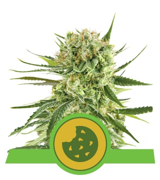 Royal Cookies Autoflowering SOLDES