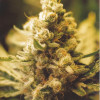 Lemon Kush SOLDES