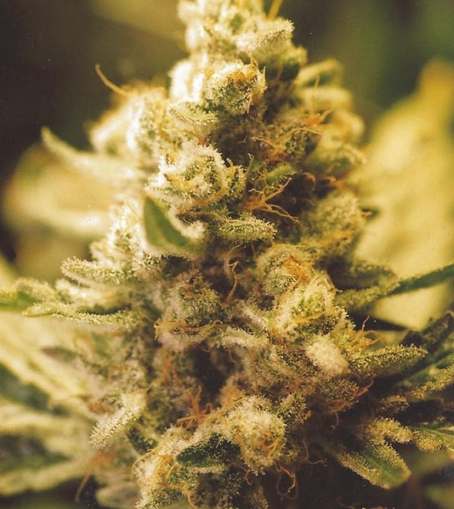 Lemon Kush SOLDES