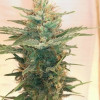 Lemon Kush SOLDES