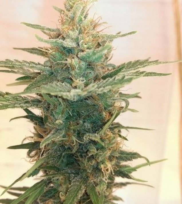 Lemon Kush SOLDES