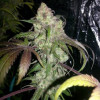 Lemon Kush SOLDES