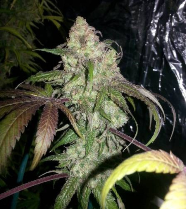 Lemon Kush SOLDES