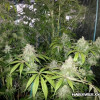 Lemon Kush SOLDES