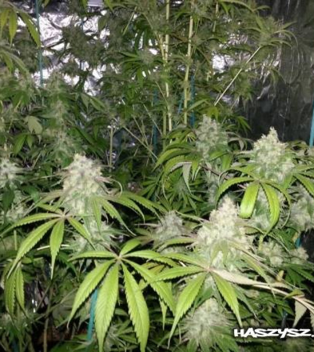 Lemon Kush SOLDES