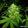 Lemon Kush SOLDES