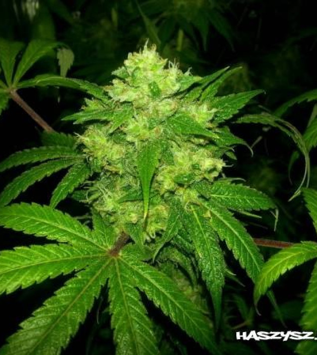 Lemon Kush SOLDES