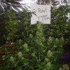 Lemon Kush SOLDES