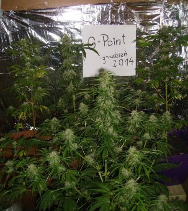 Lemon Kush SOLDES