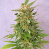 Ginger Punch Auto SOLDES