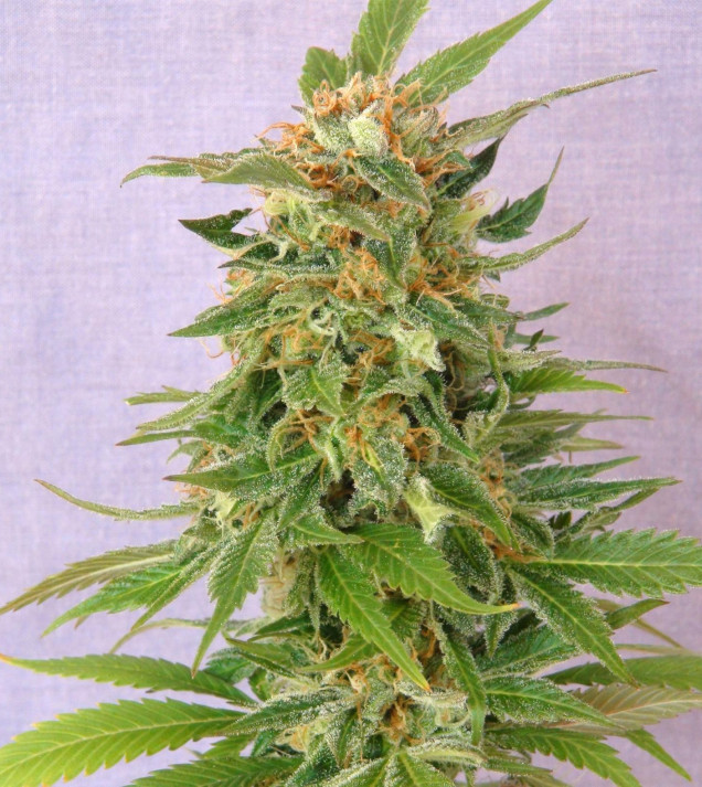 Ginger Punch Auto SOLDES