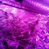 Ginger Punch Auto SOLDES