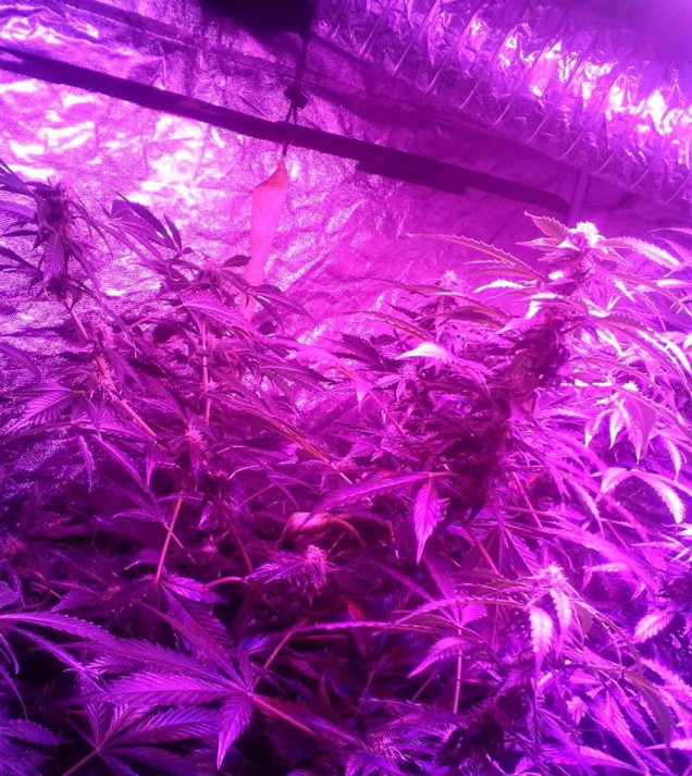 Ginger Punch Auto SOLDES