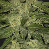 Auto White Widow SOLDES
