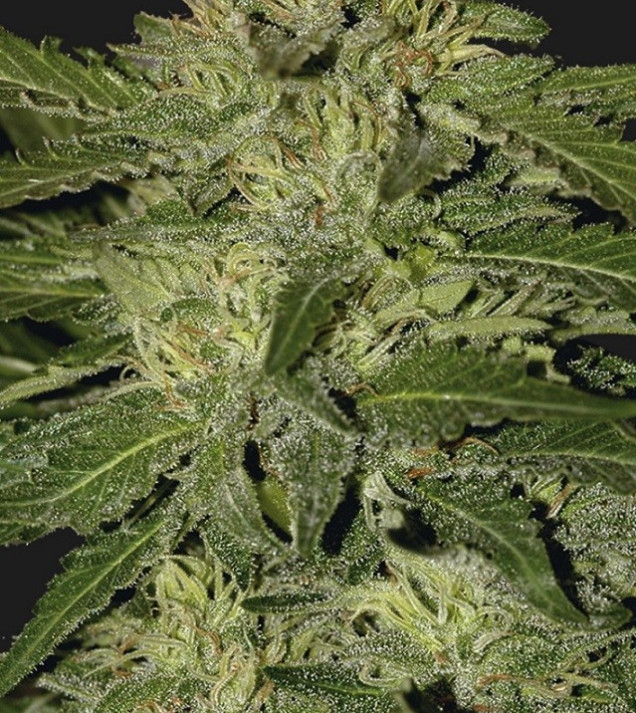 Auto White Widow SOLDES