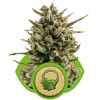 Amnesia Haze Automatic SOLDES
