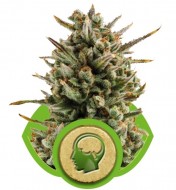 Amnesia Haze Automatic SOLDES