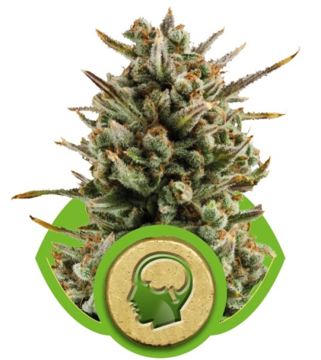 Amnesia Haze Automatic SOLDES