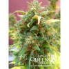 Amnesia Haze Automatic SOLDES