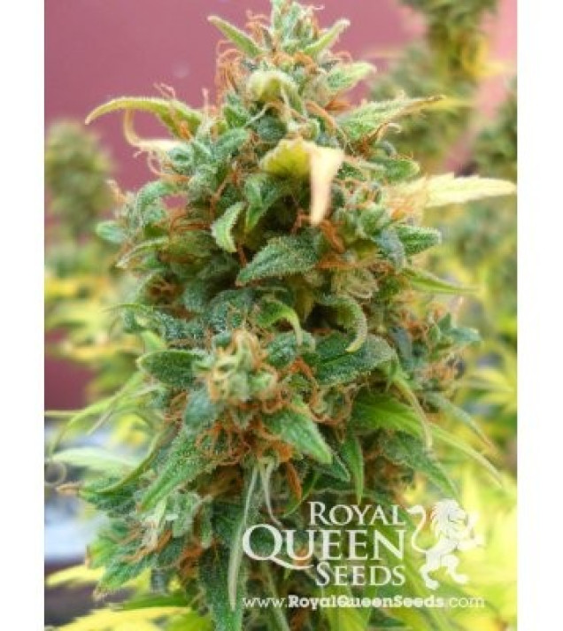Amnesia Haze Automatic SOLDES