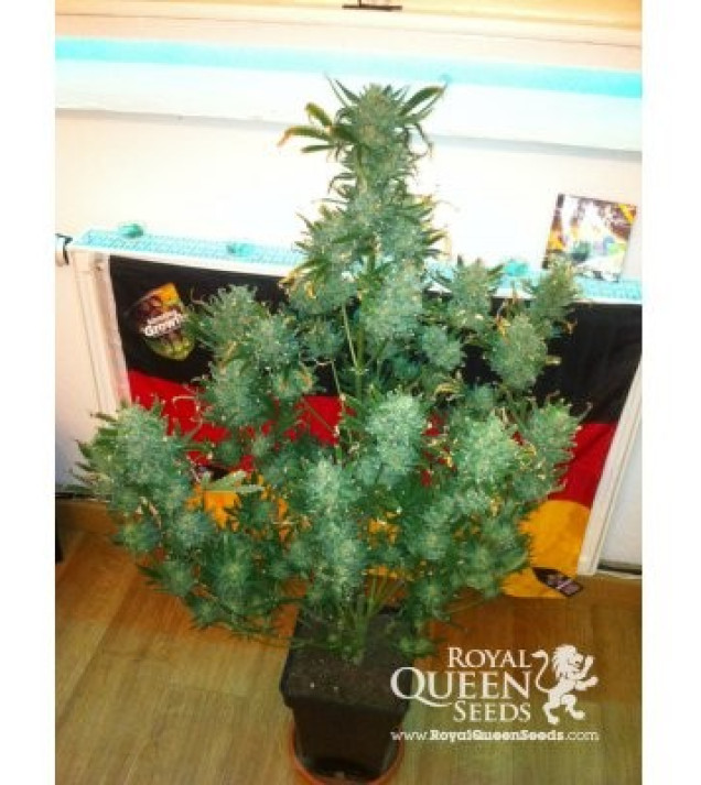 Amnesia Haze Automatic SOLDES