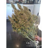 Amnesia Haze Automatic SOLDES