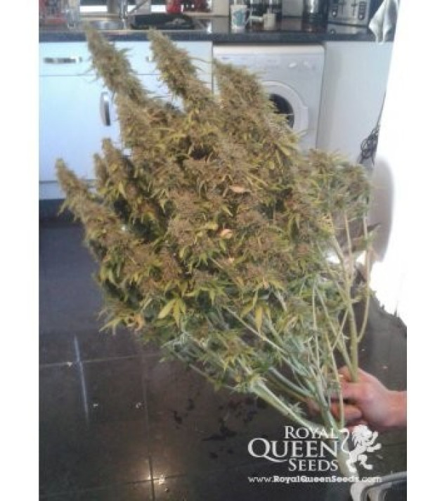 Amnesia Haze Automatic SOLDES