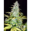 Amnesia Haze Automatic SOLDES