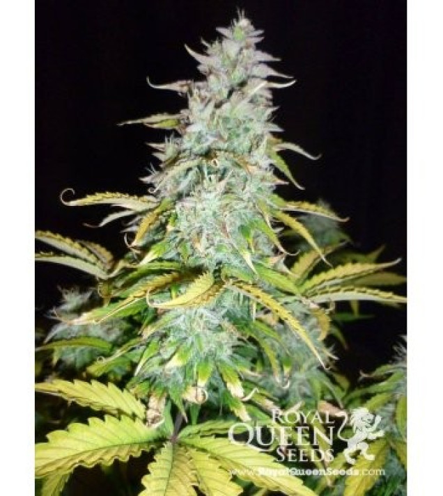 Amnesia Haze Automatic SOLDES