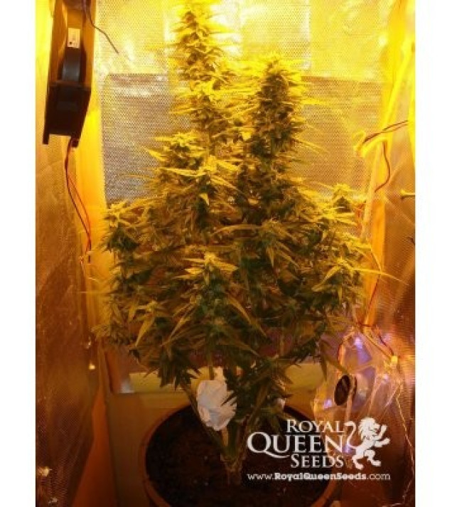 Amnesia Haze Automatic SOLDES