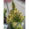 Amnesia Haze Automatic SOLDES