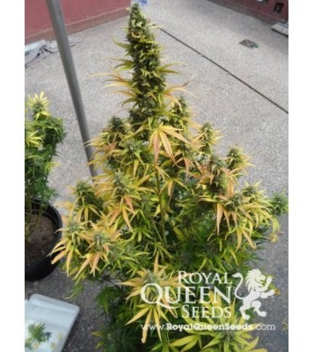 Amnesia Haze Automatic SOLDES