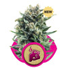 Blue Cheese SOLDES