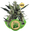 Blue Cheese Automatic SOLDES