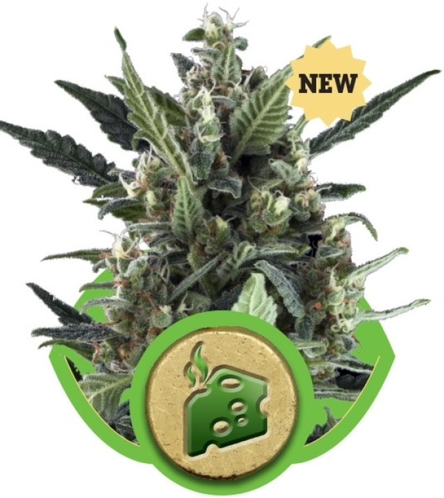 Blue Cheese Automatic SOLDES