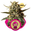 BubbleGum XL SOLDES