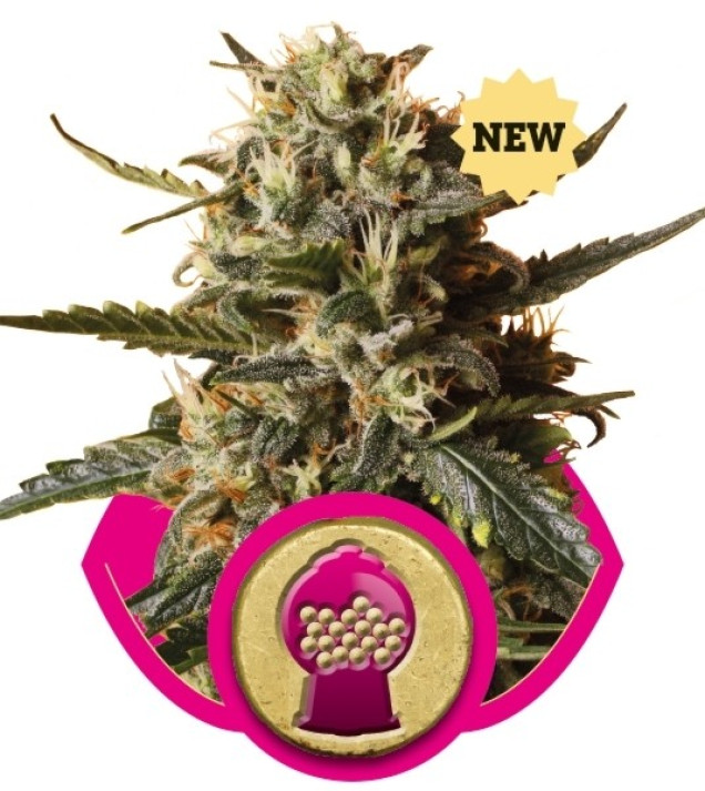 BubbleGum XL SOLDES