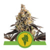 Cookies Gelato Auto SOLDES