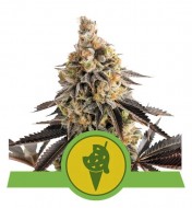 Cookies Gelato Auto SOLDES