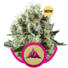 Critical Kush SOLDES