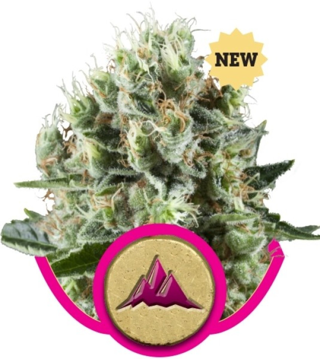 Critical Kush SOLDES