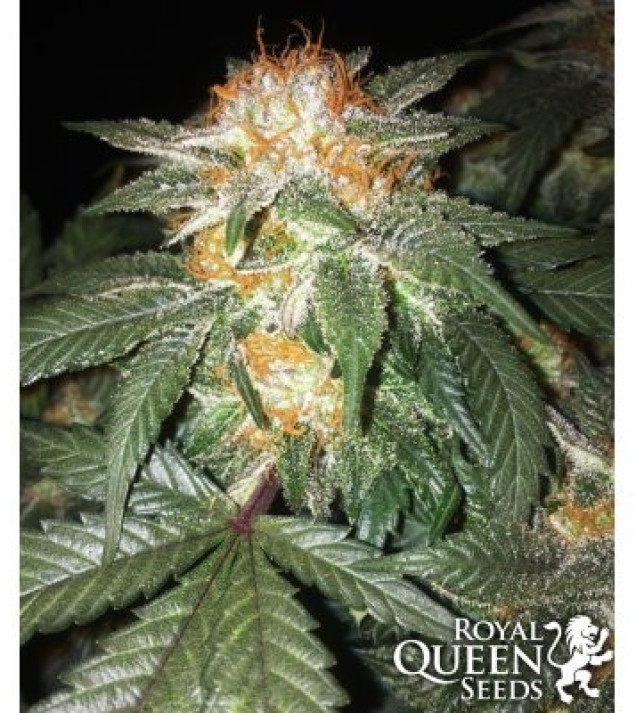 Critical Kush SOLDES