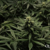Critical Kush SOLDES
